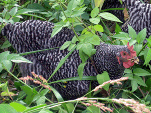 d200909-0046.gif