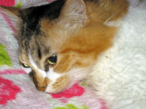 d200910-0003.gif