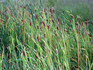 d200910-0019.gif