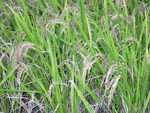 d200910-0020.gif