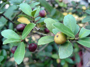 d200910-0021.gif