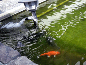 d200910-0025.gif
