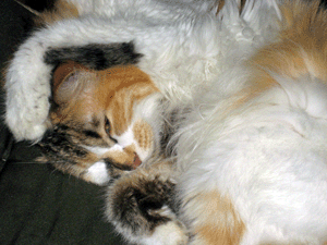 d200911-0005.gif