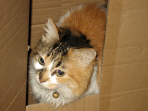 d200911-0006.gif