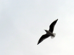 d200911-0015.gif