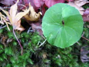 d200911-0058.gif