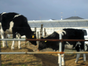 d200912-0019.gif