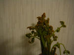 DSCF1276_SP0003.JPG