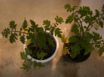 DSCF1243_SP0000.JPG