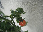 DSCF1436_SP0000.JPG