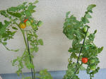 DSCF1472_SP0000.JPG