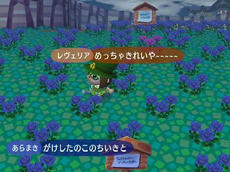 青バラ畑～～～～～～