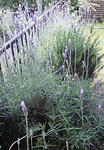 200805181350000.jpg