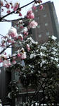 春の雪