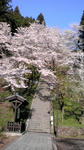 大野の桜