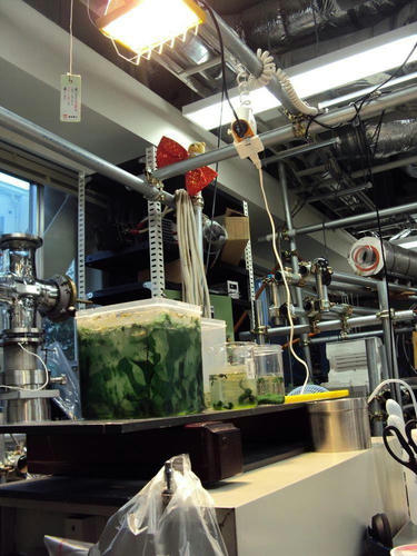 algae.JPG