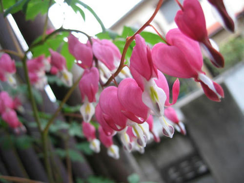 IMG_8259.JPG