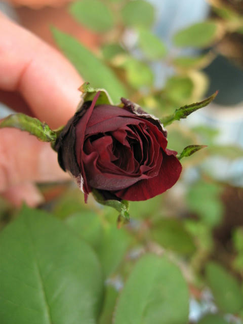 IMG_8310.JPG