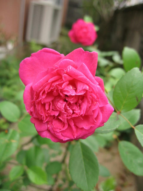 IMG_8350.JPG