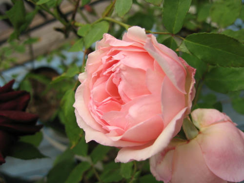 6942e275.JPG
