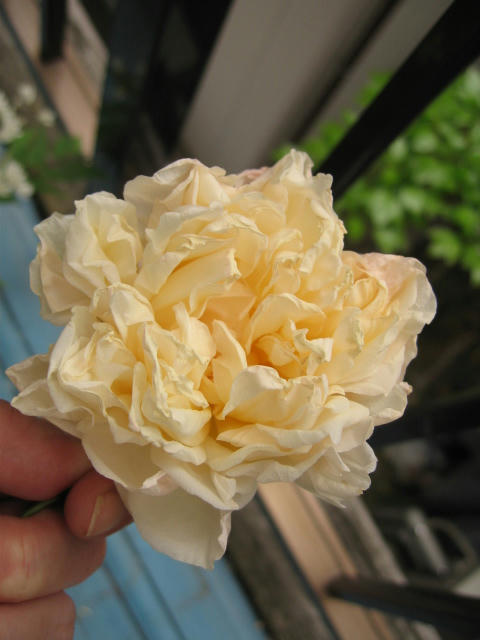 IMG_8358.JPG