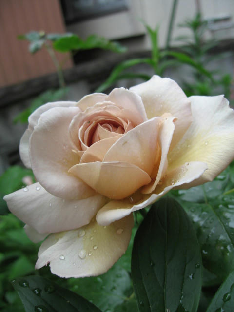 IMG_8391.JPG