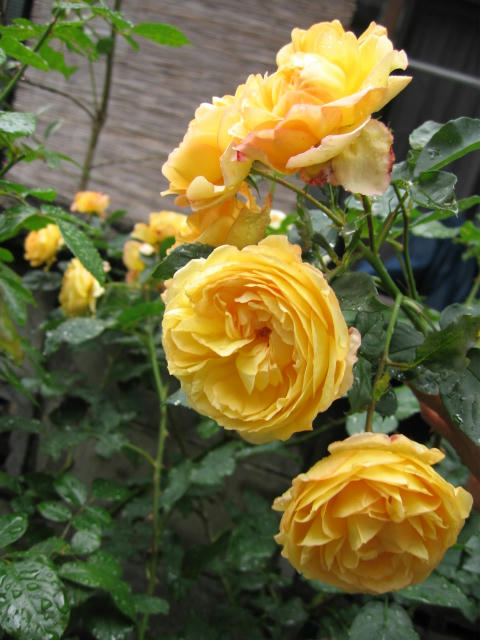 IMG_6979.JPG