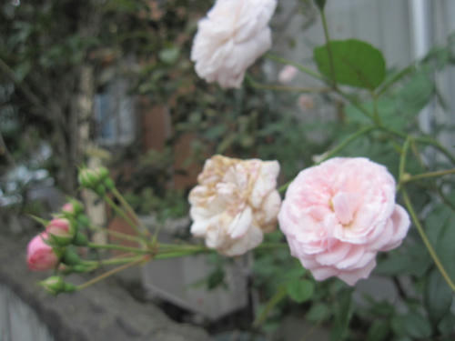 IMG_2217.JPG