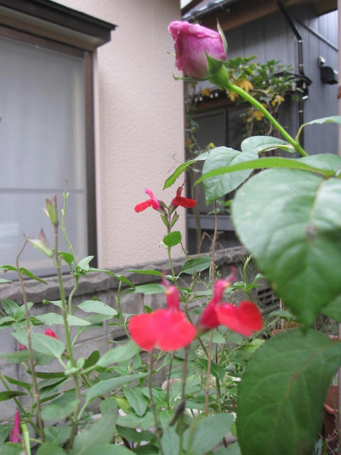 IMG_2215.JPG