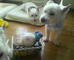 200710031116000.jpg