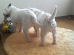 P1000208.jpg