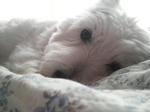 P1000219.jpg