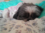 P1000242.jpg