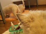 P1000255.jpg