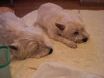 P1000256.jpg