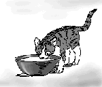 060822nekotamizu