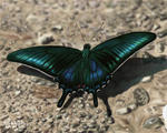 061004karasu