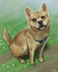 070227dog