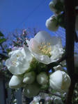090429_0847boke