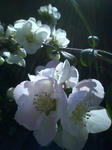 090429_1635boke
