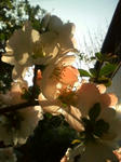 090502_1656boke