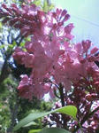 090506_1205rairakku