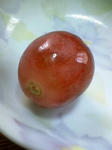 090518_1414budo1