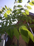 090518_1633kihada