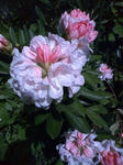 090519_1320syakunage