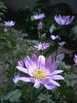 090521_0849miyakowasure