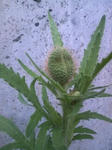090615_0955~tubomi