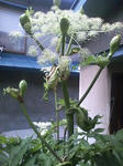 090712_0925sisiudo