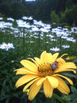 090720_1156hana