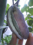 090921_0854akebi